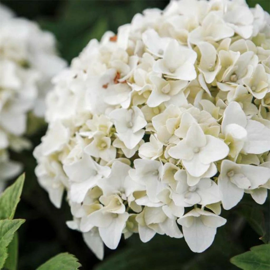 Hortensia - Hydrangea Macrophylla Endless Summer The Bride