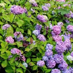Hortensia - Hydrangea Macrophylla Nigra