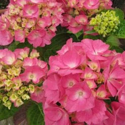 Hortensia - Hydrangea Macrophylla Rosita