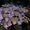 Hortensia - Hydrangea Macrophylla Tiffany