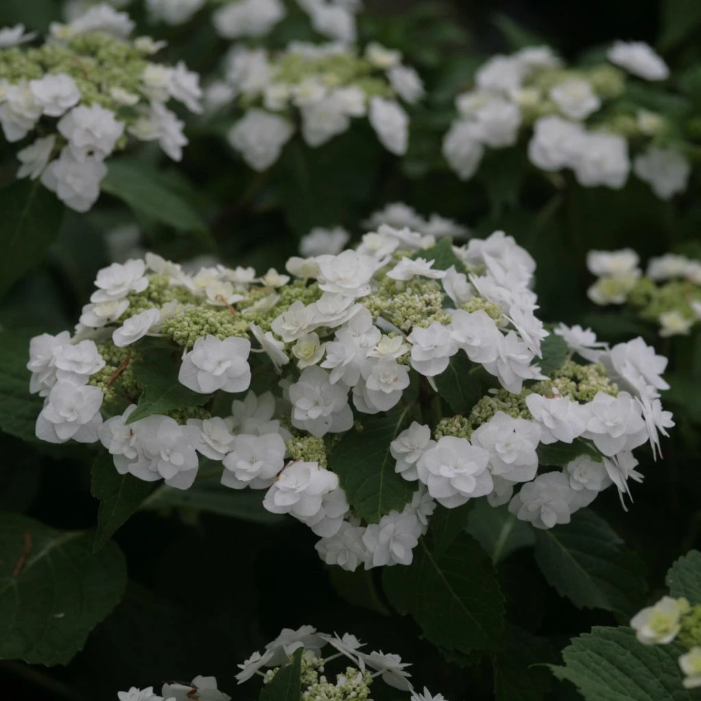 Hortensia - Hydrangea Macrophylla Wedding Gown