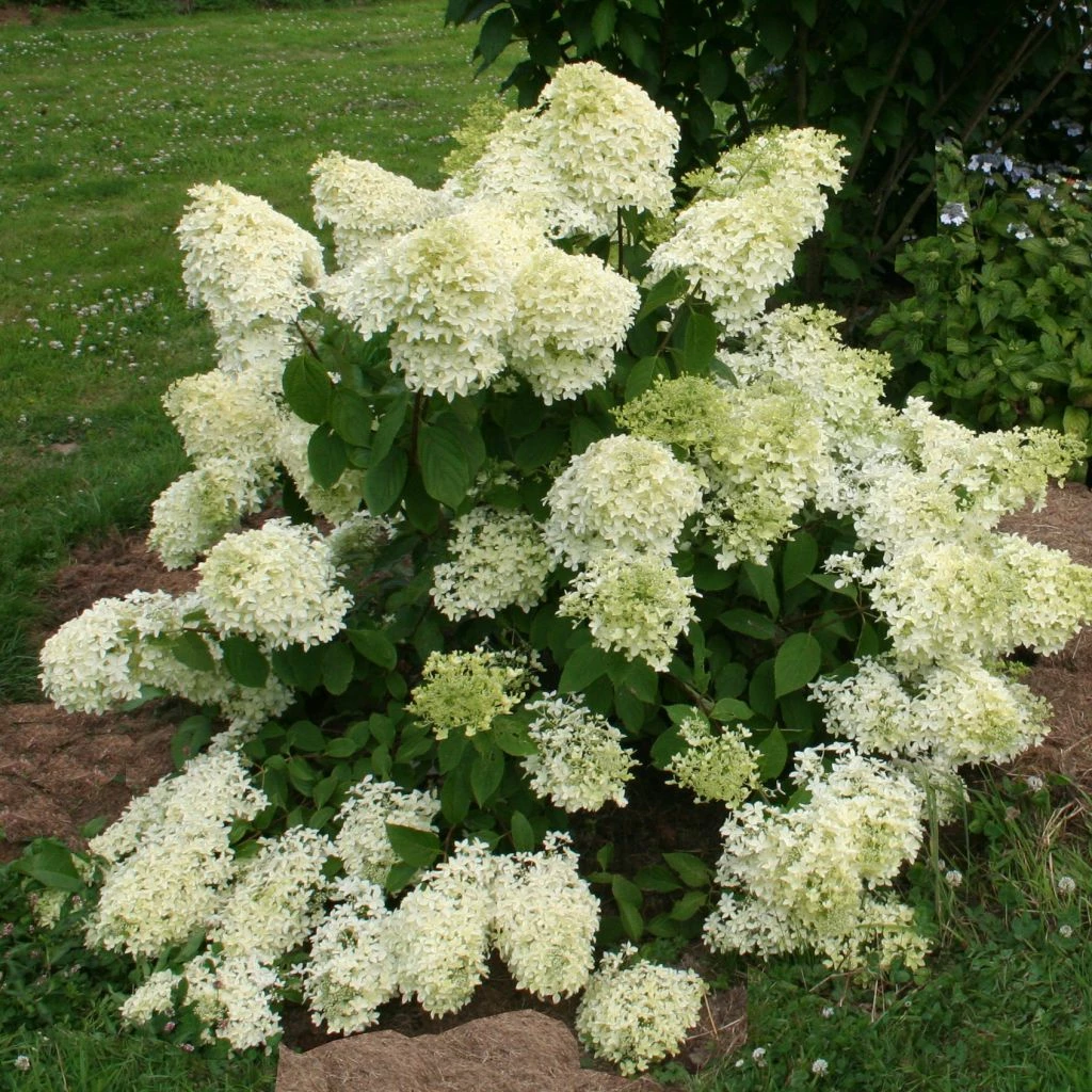 Hydrangea Paniculata Dentelle De Gorron - Hortensia Paniculé