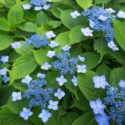 Hortensia Serrata Annie's Blue