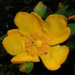 Millepertuis - Hypericum (x) Moserianum