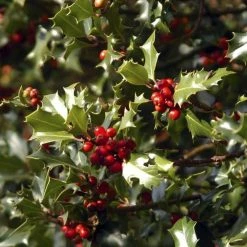 Houx Commun - Ilex Aquifolium Alaska