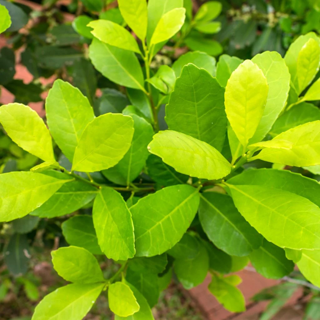 Ilex Paraguariensis - Yerba Maté, Thé Du Paraguay