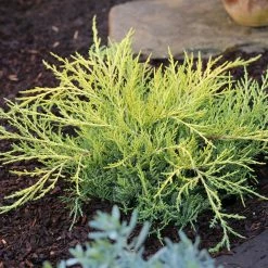 Juniperus Chinensis Golden Saucer - Genévrier Hybride
