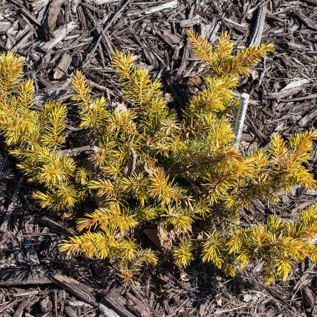Genévrier Des Plages - Juniperus Conferta All Gold