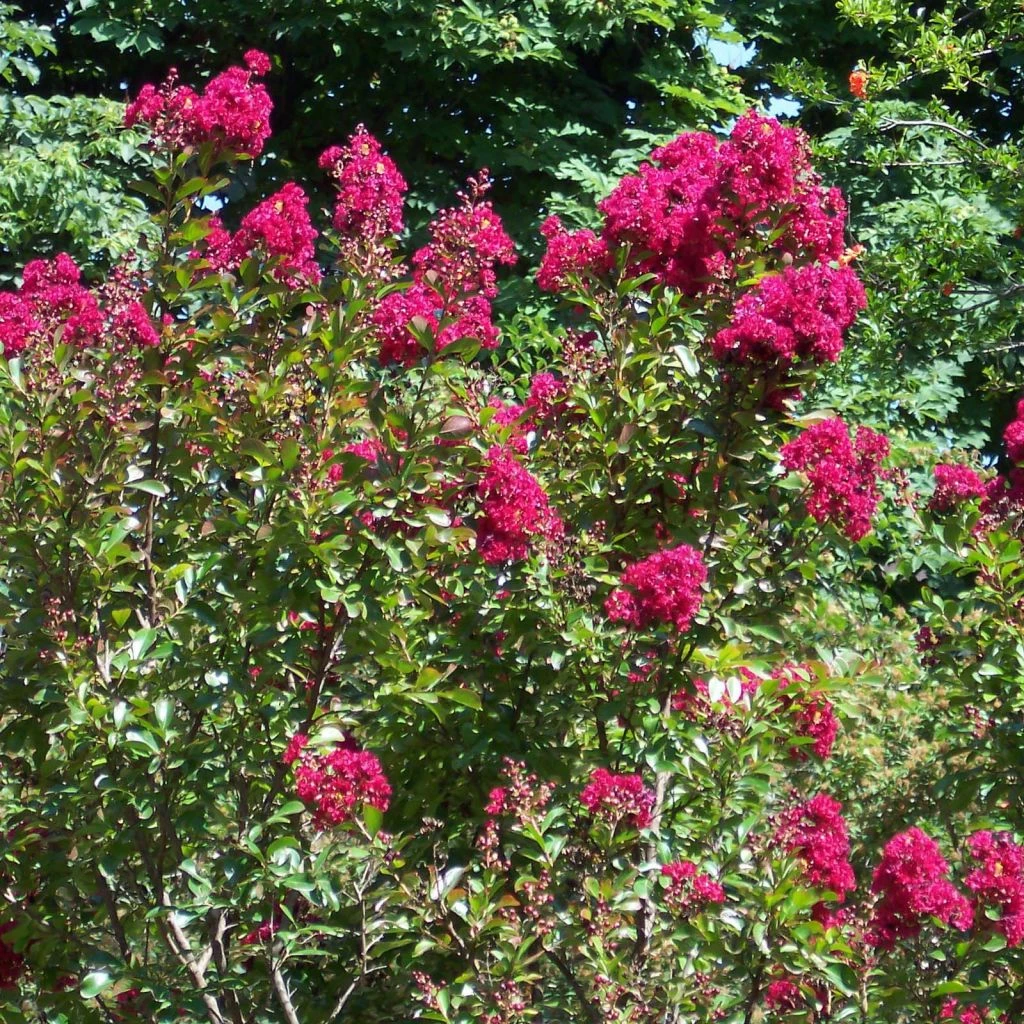 Lagerstroemia Indica Red Imperator - Lilas Des Indes
