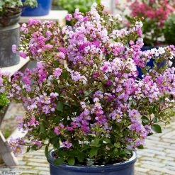 Lilas Des Indes - Lagerstroemia Indica Eternal With Love