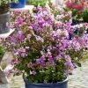 Lagerstroemia Indica With Love Eternal - Lilas Des Indes
