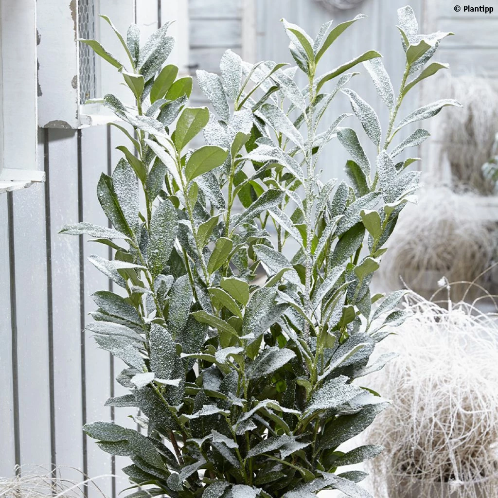 Laurier Cerise - Prunus Laurocerasus Elly