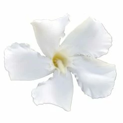 Laurier Rose Soeur Agnes - Nerium Oleander