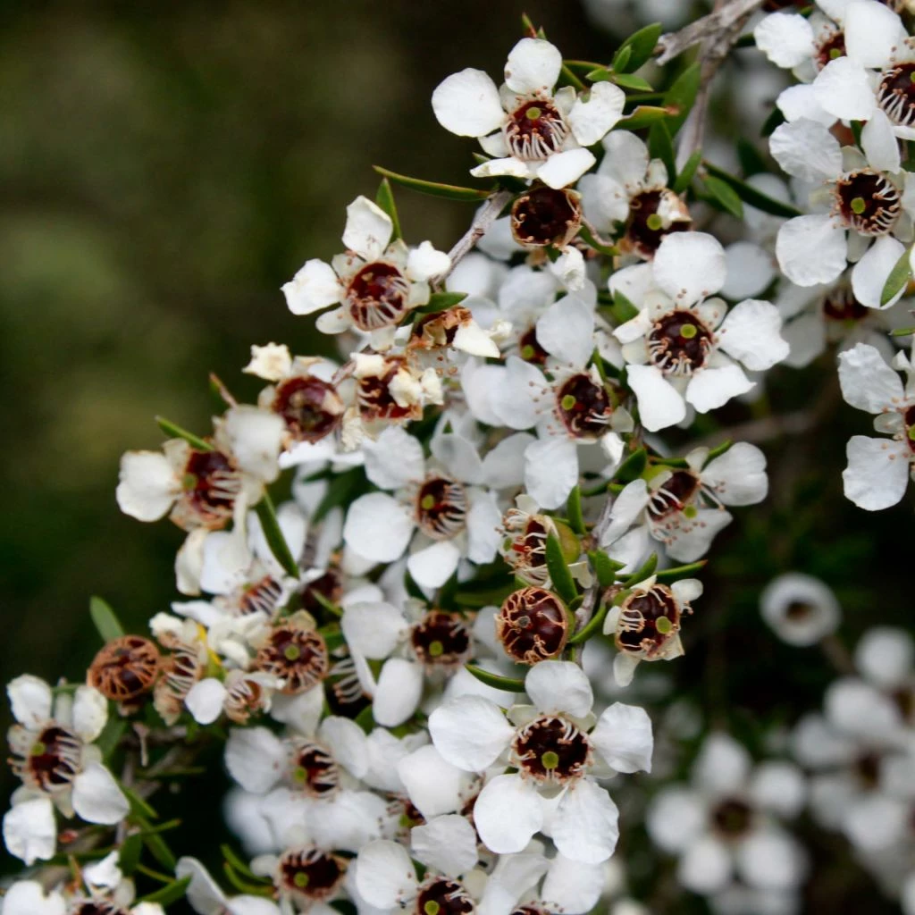 Leptospermum Scoparium Blanc