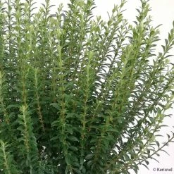 Troène De Chine - Ligustrum Sinense Eugene Clive