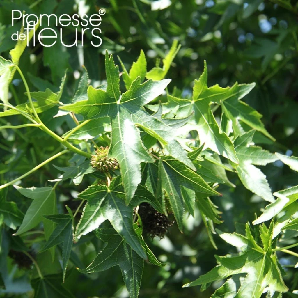 Liquidambar Styraciflua Lane Roberts - Copalme D'Amérique