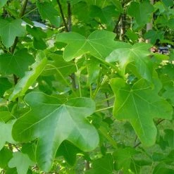 Liquidambar Styraciflua Rotundiloba - Copalme D'Amérique