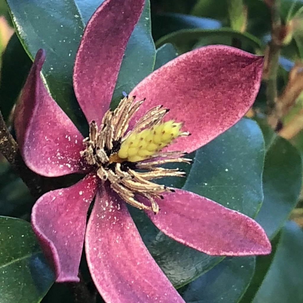 Magnolia Figo Stellar Ruby
