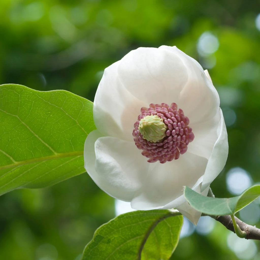 Magnolia Sieboldii Colossus