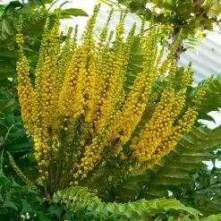 Mahonia Bealei