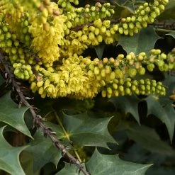 Mahonia (x) Wagneri Fireflame