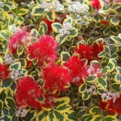 Metrosideros Kermadecensis Sunninghill