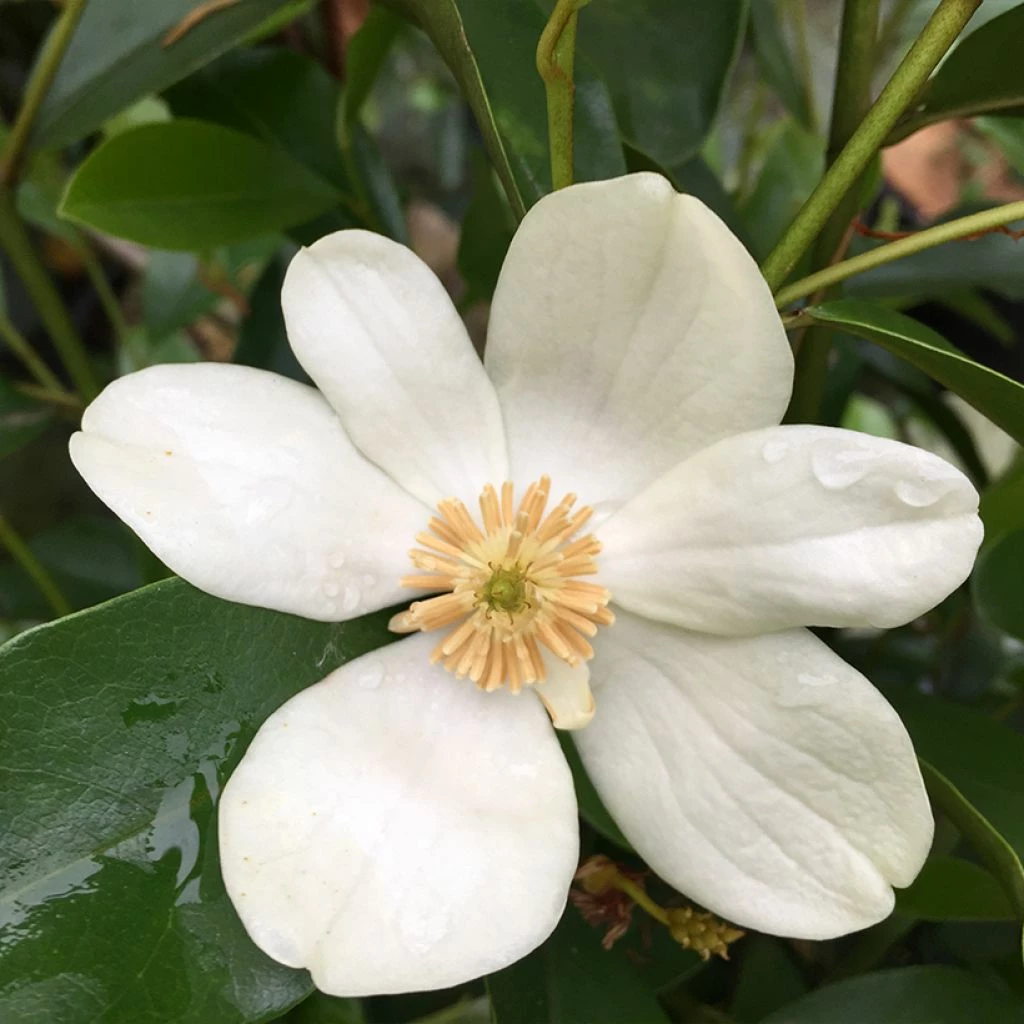Magnolia Yunnanensis - Michelia
