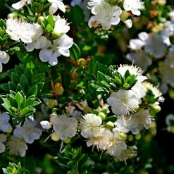 Myrtus Communis Tarentina - Myrte Commun