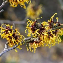 Hamamelis (x) Intermedia Aurora - Noisetier De Sorcière