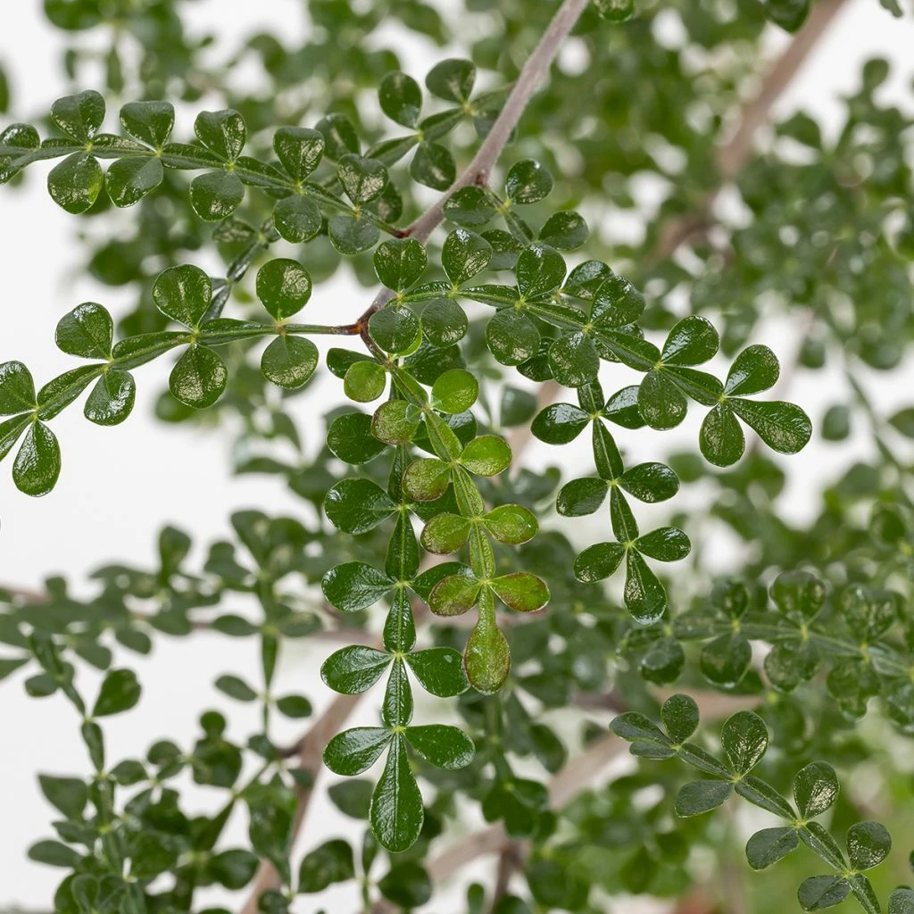 Operculicarya Decaryi - Faux-poivrier Du Japon