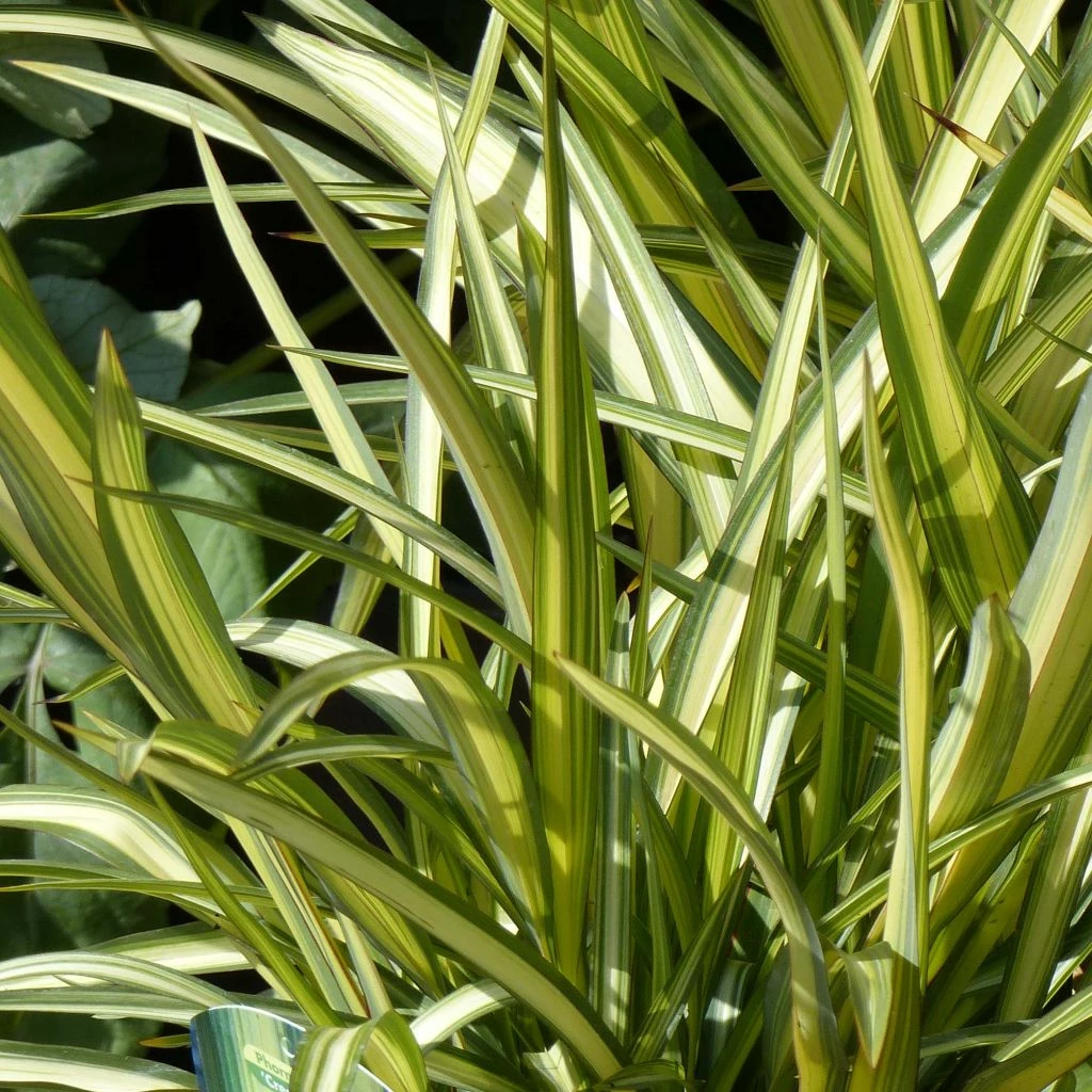 Phormium Cream Delight - Lin Des Montagnes.