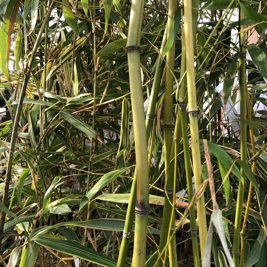 Phyllostachys Flexuosa - Bambou Moyen