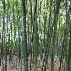 Phyllostachys Glauca - Bambou Moyen