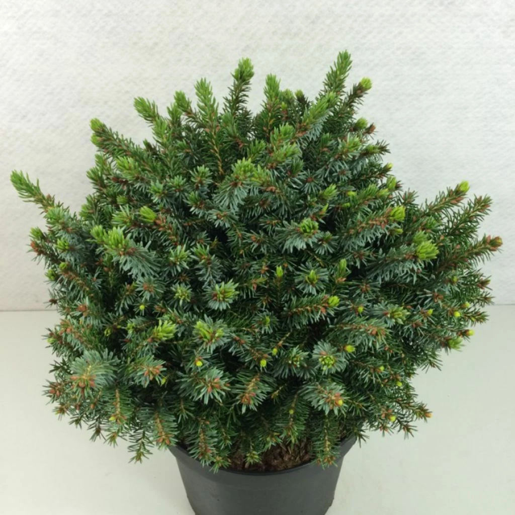 Epicea De Serbie - Picea Omorika Morava