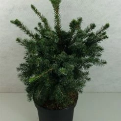 Epicea De Serbie - Picea Omorika Wodan