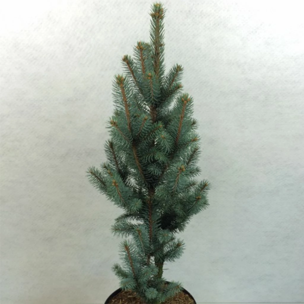 Epicea Bleu - Picea Pungens Iseli Fastigiate