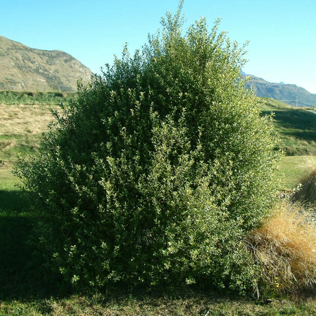 Pittosporum Tenuifolium