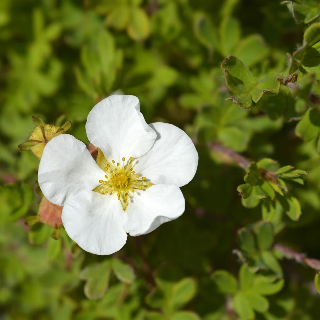 Potentille Arbustive - Potentilla Fruticosa Bella Bianca