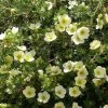 Potentille Arbustive - Potentilla Fruticosa Creamissima