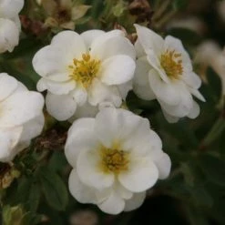 Potentilla Fruticosa Creme Brulée- Potentille Arbustive