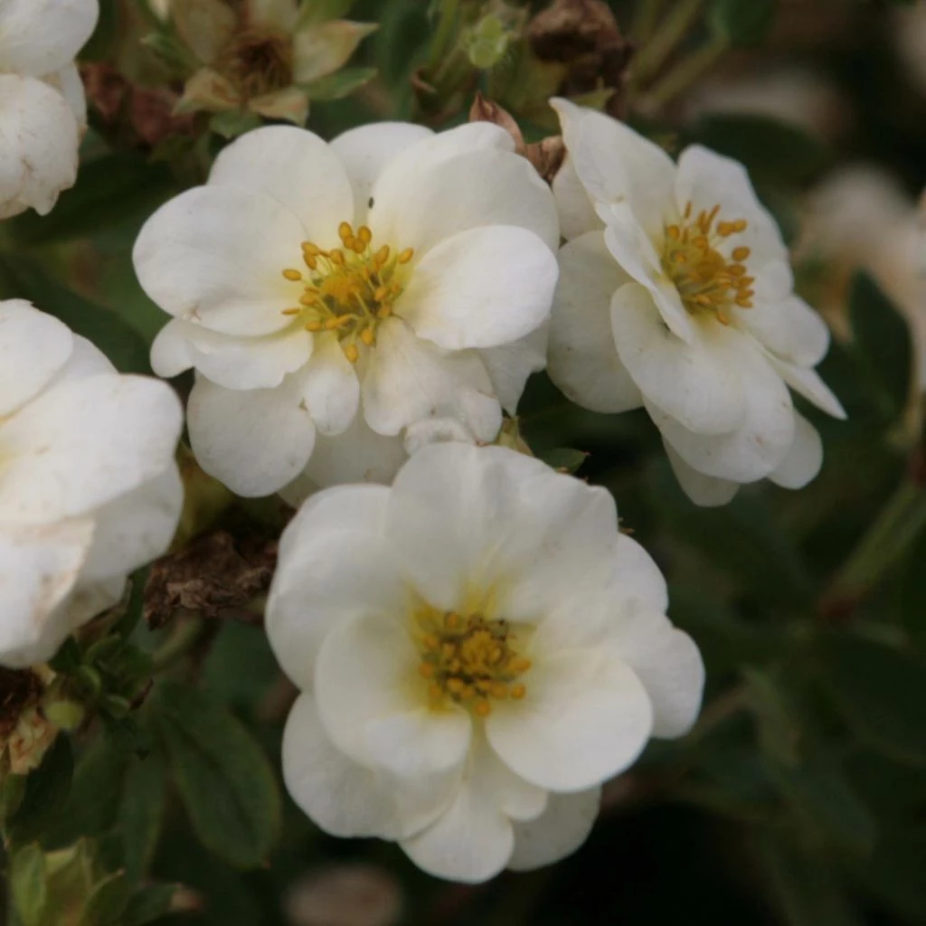 Potentilla Fruticosa Creme Brulée- Potentille Arbustive