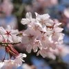 Cerisier à Fleurs De Sargent - Prunus Sargentii