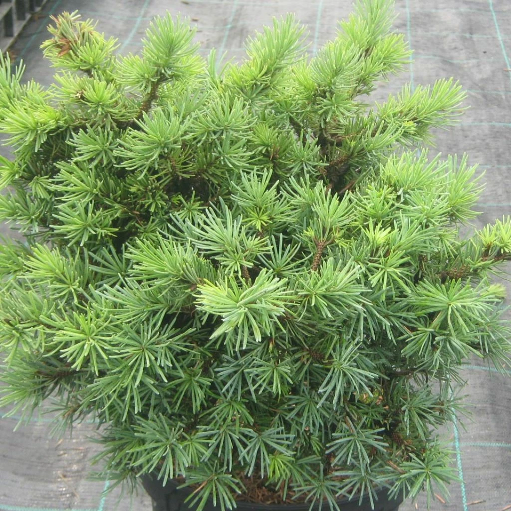 Pseudotsuga Menziesii Bhiela Lhota - Douglas