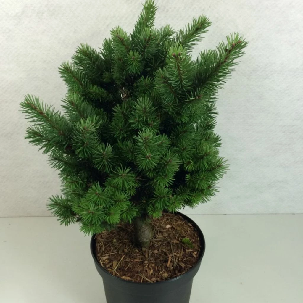 Sapin De Douglas - Pseudotsuga Menziesii Pannenhoef