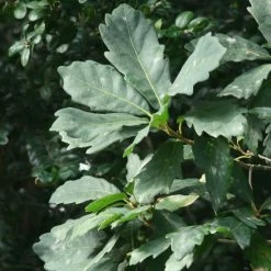 Chêne De Turner - Quercus Turneri Pseudoturneri