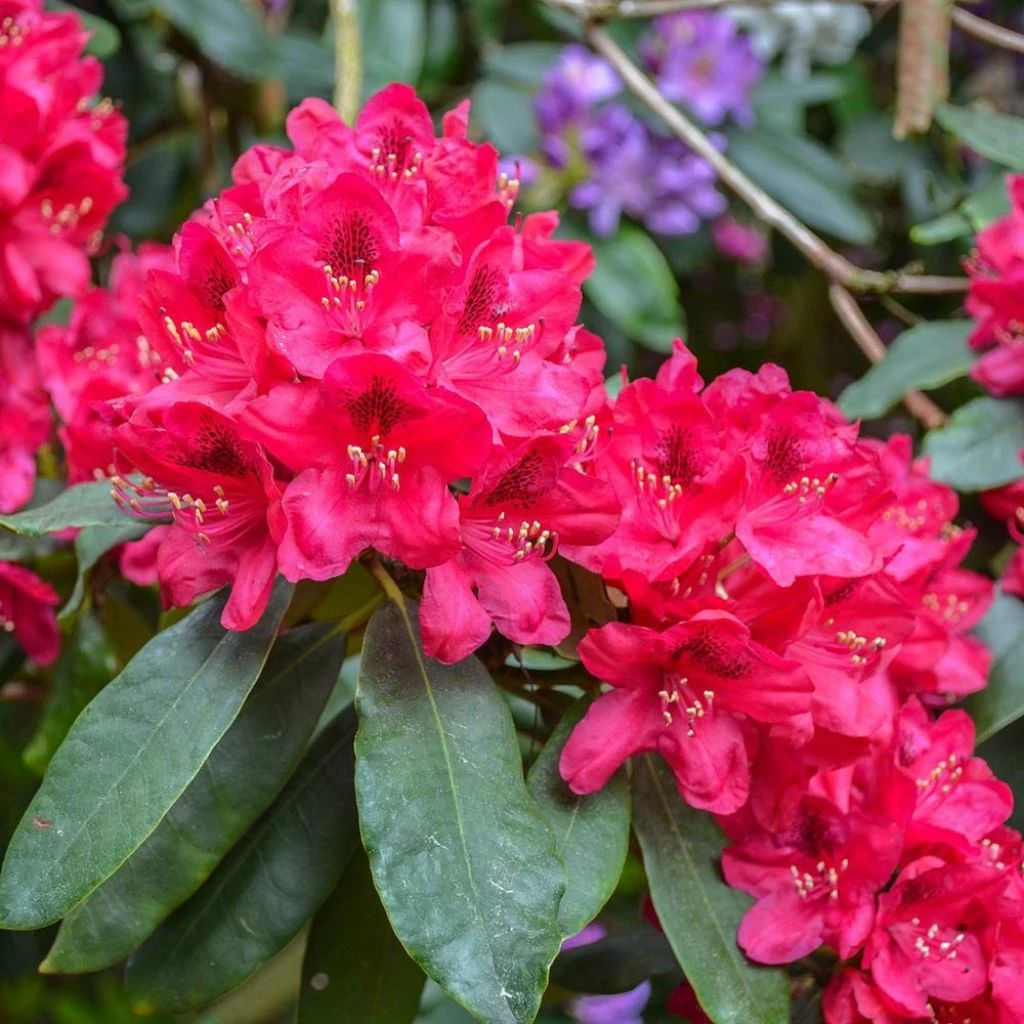 Rhododendron Hybride Lord Roberts