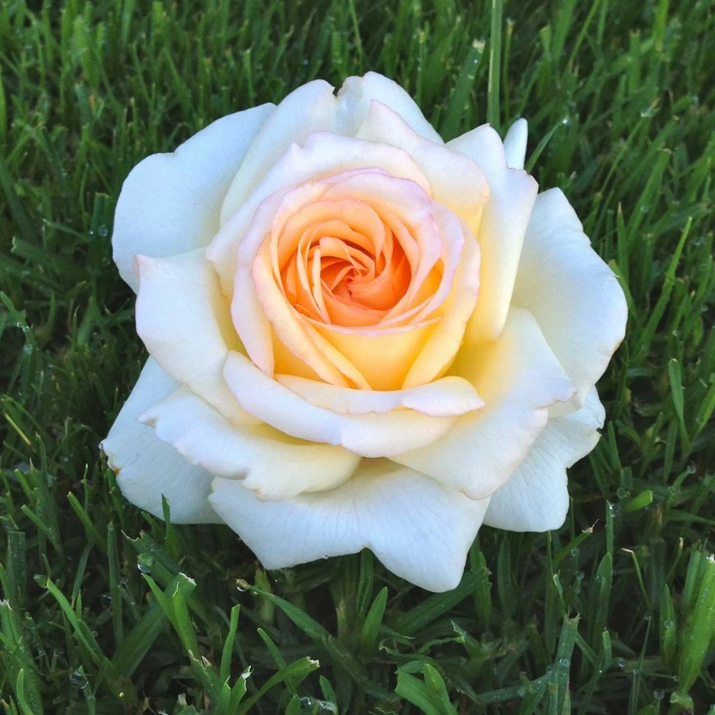 Rosier à Grandes Fleurs Anastasia