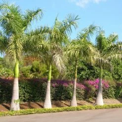 Roystonea Regia - Palmier Royal De Cuba