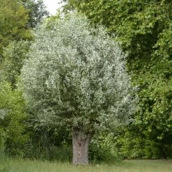 Salix Alba Liempde - Saule Blanc, Argenté