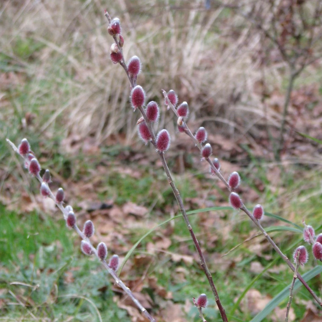 Salix Chaenomeloides Mount Aso - Saule Japonais